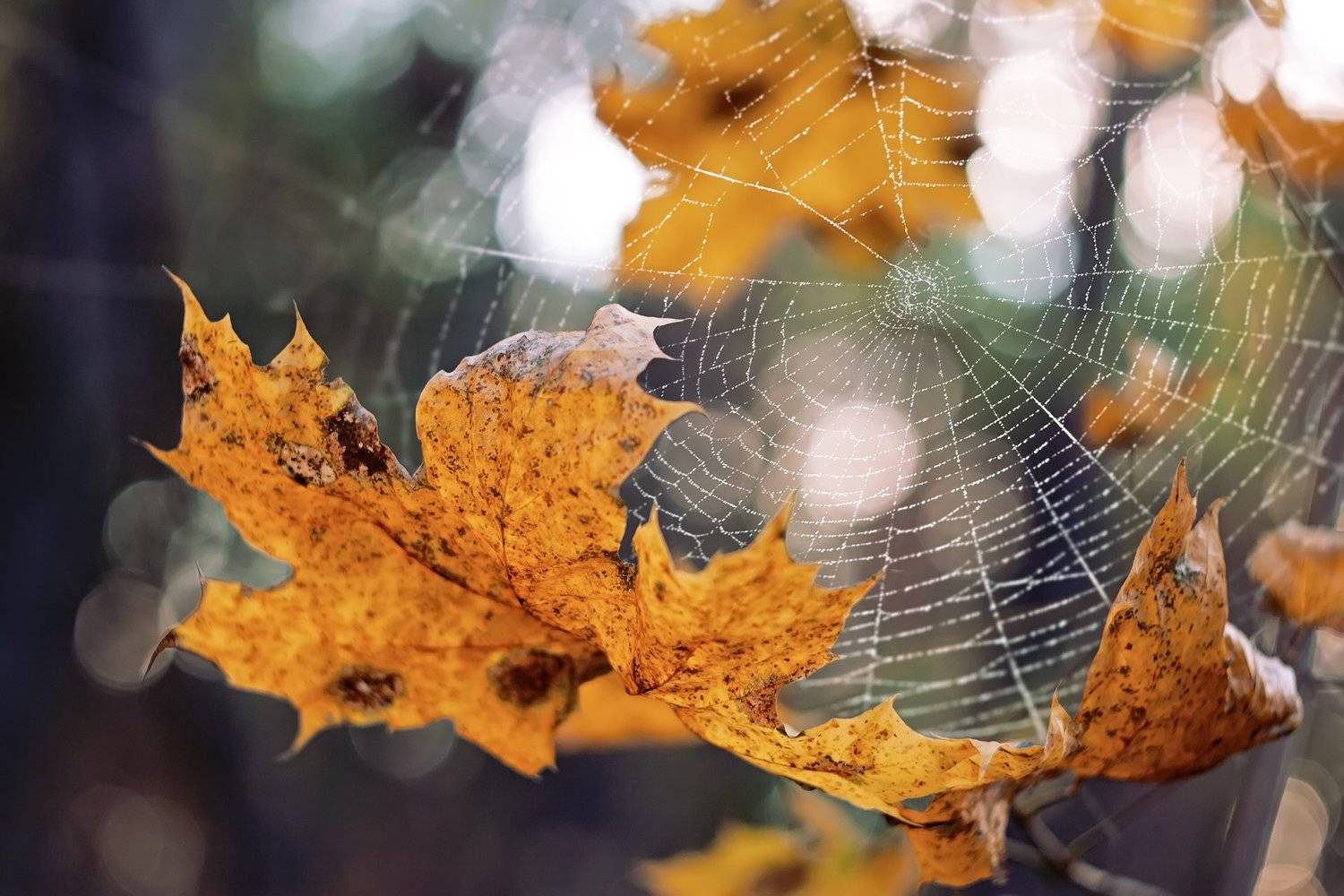 трава,свет,лес,деревья,облака,ветки,цветы,поле,небо, Юрий Котов