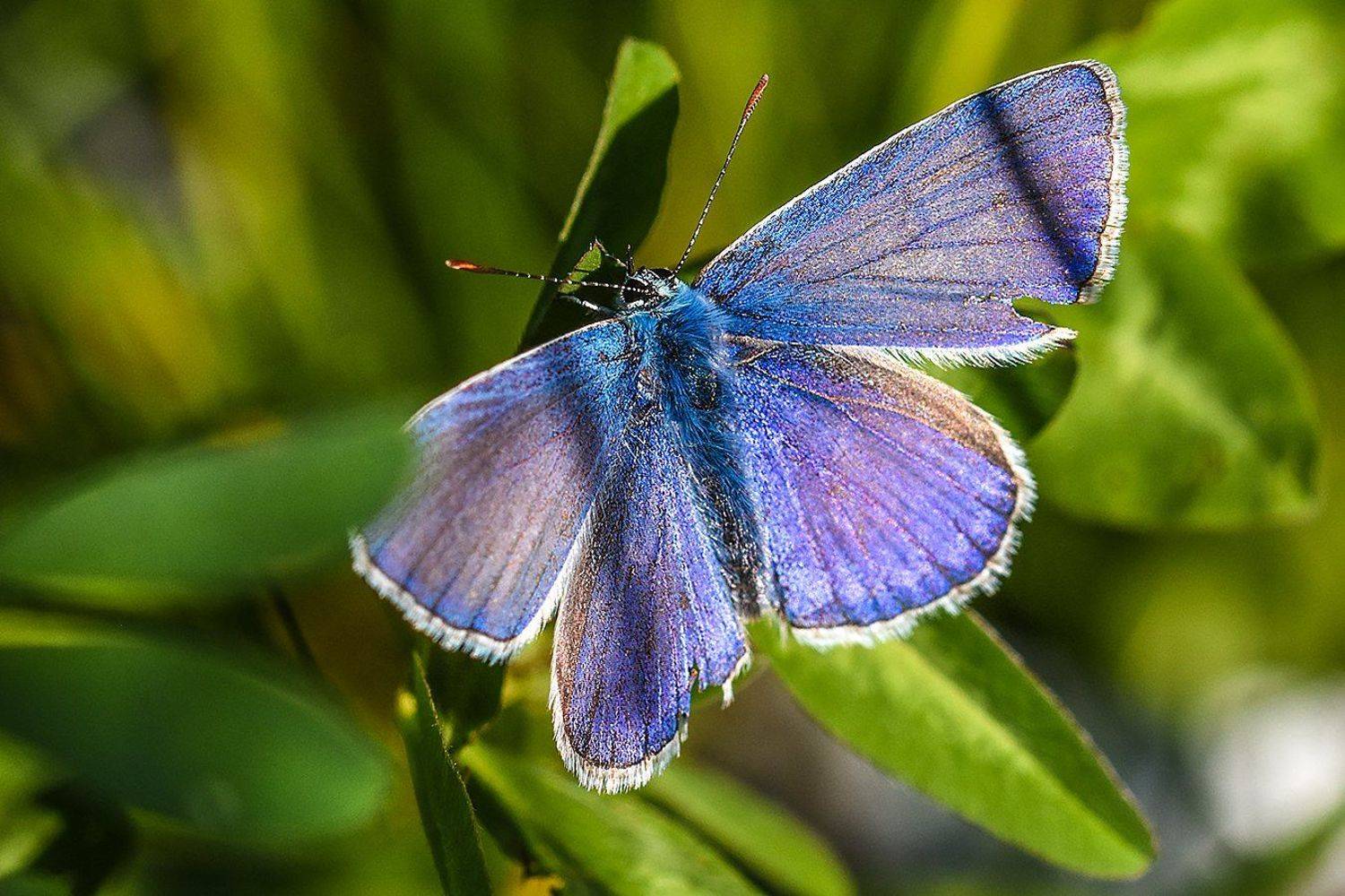 макро,бабочка,природа, Сергей Духанин