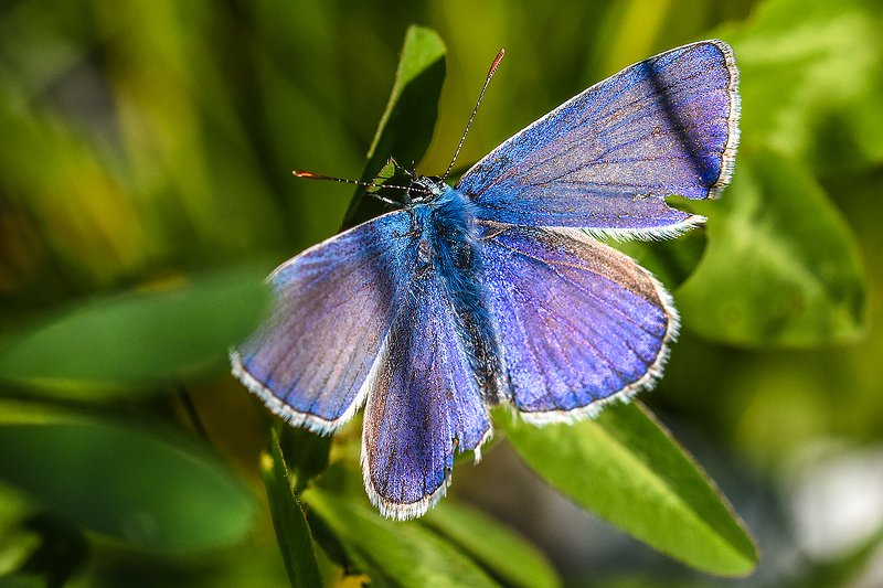 макро,бабочка,природа голубянка фото превью