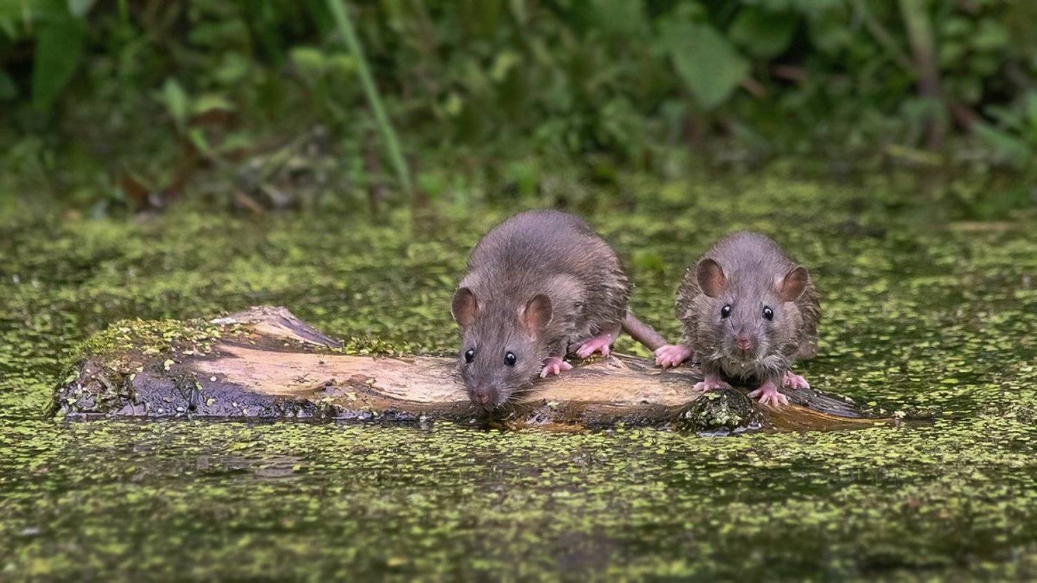 крысы, река, бревно, дрейф, Наталия Сытина