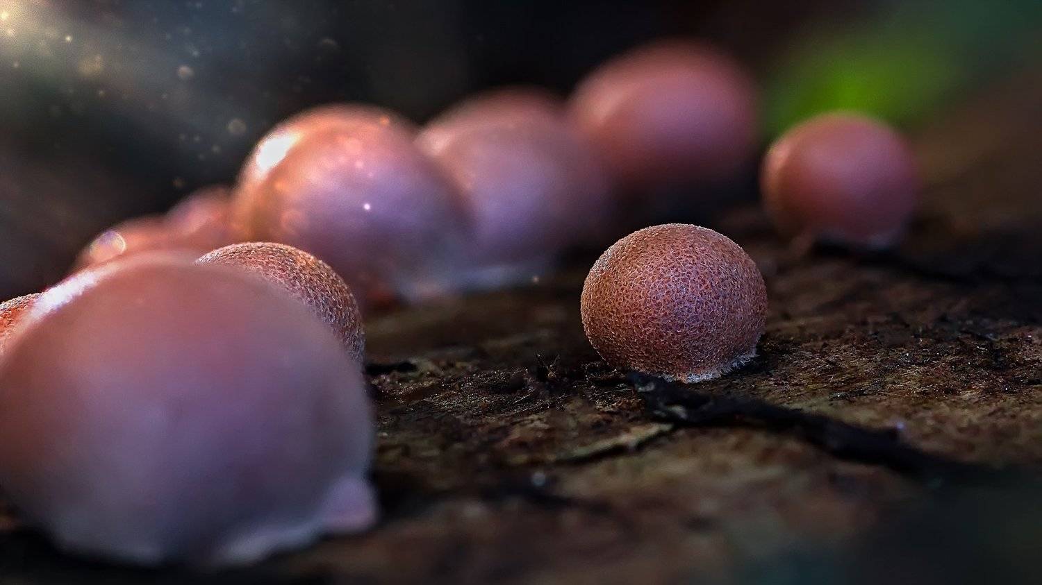 трава,свет,лес,деревья,облака,ветки,цветы,поле,небо, Юрий Котов