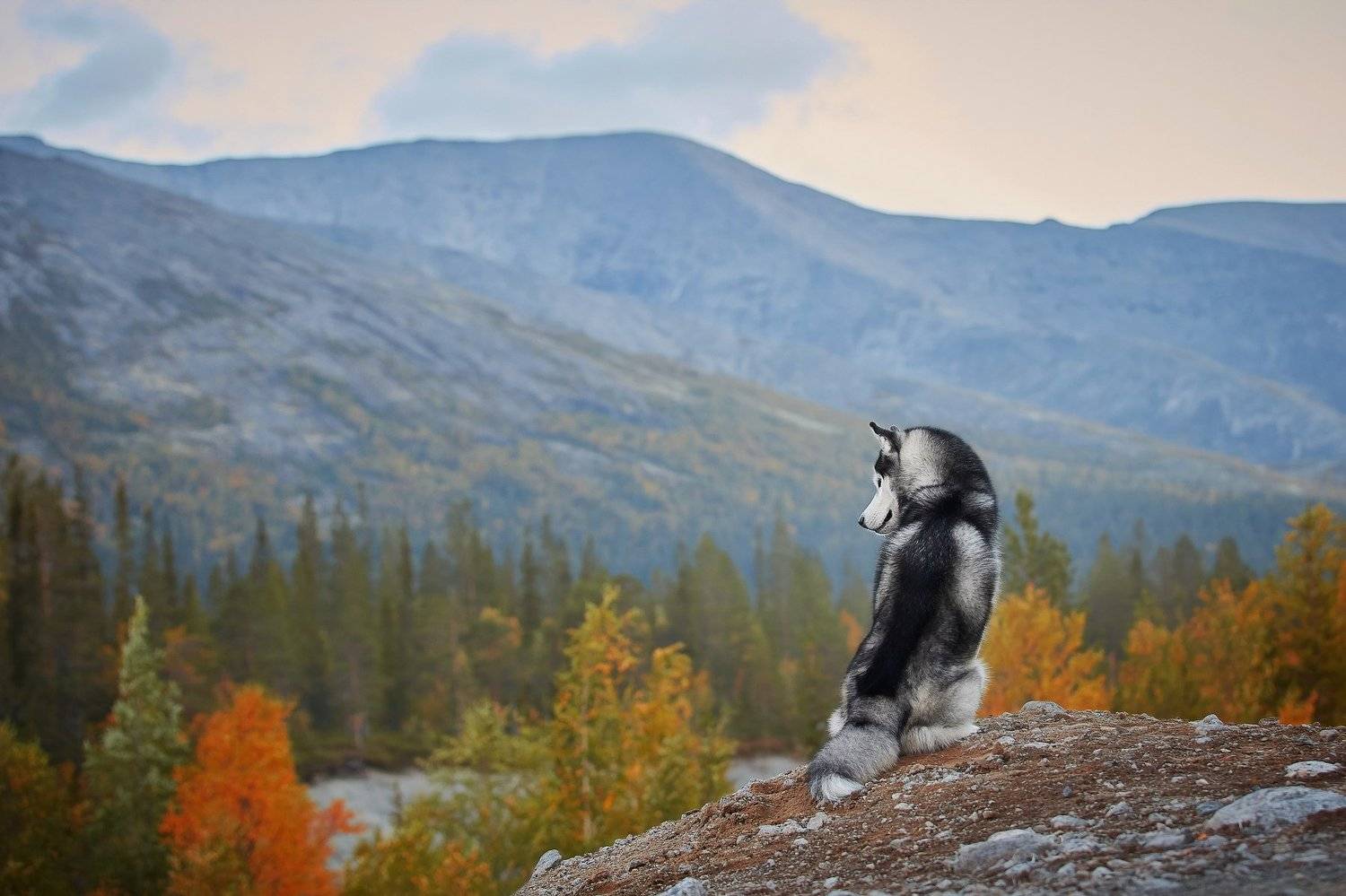 кольский, собаки, хибины, куэльпорр, умба, Лана Полякова