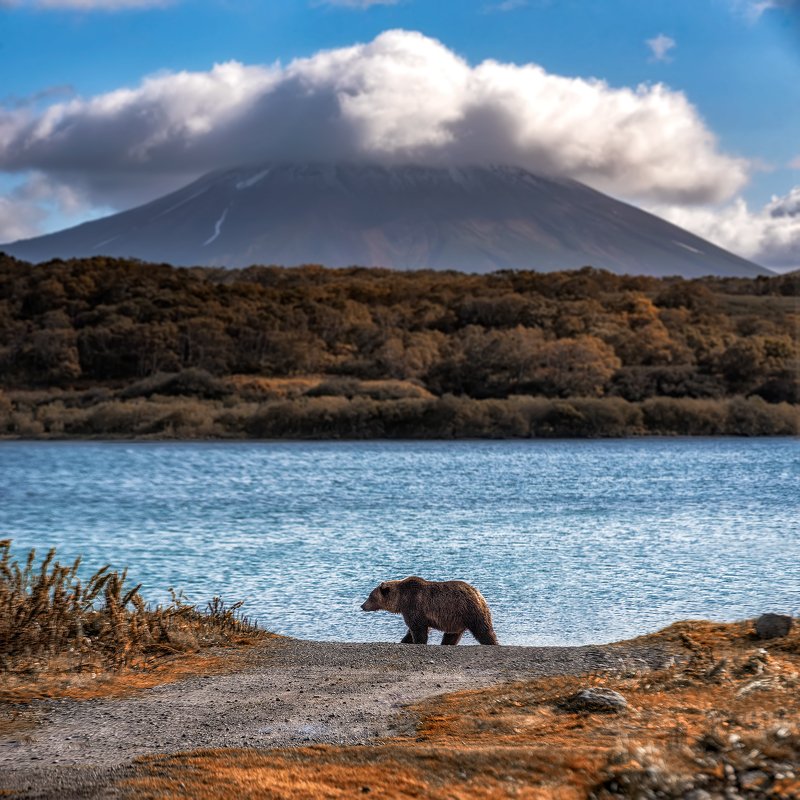 камчатка, медведи, медвежонок, медведь, kamchatka, bears, bear cub, bear хозяин Камчатки фото превью