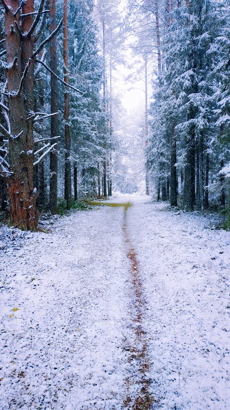 удмуртия,зима, октябрь, пейзаж Зима в октябре фото превью