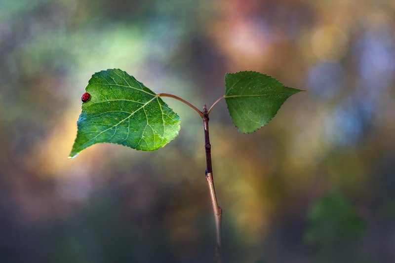 helios-44m, manual lens, мануальная оптика, beautiful, красивый, moment, момент, nature, природа, осенние, autumn, осень, leaves, листья, poplar, тополь, redbug, букашка, ladybug, божья коровка, Осенний минимализм в крапинку :) фото превью