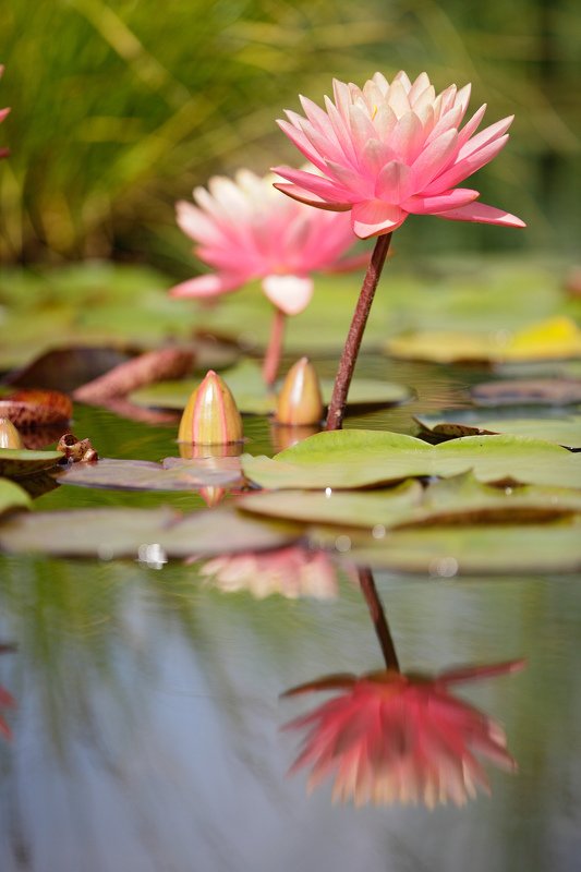 кувшинка, лето, цветок, природа Кувшинки фото превью