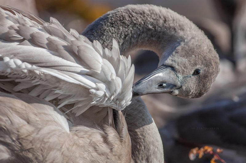 wildlife photography, birds, фотоохота, птицы, анималистика, дикая природа, birdwatching, nature, swan, лебеди Молодые лебеди в Хельсинки фото превью