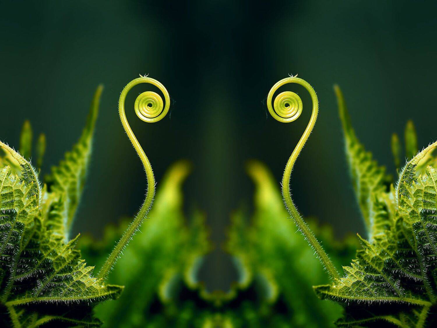 креатив, манипуляция, концепция, абстракция, цифровое, искусство, abstraction, digital, art, crab, Дмитрий Салтыков