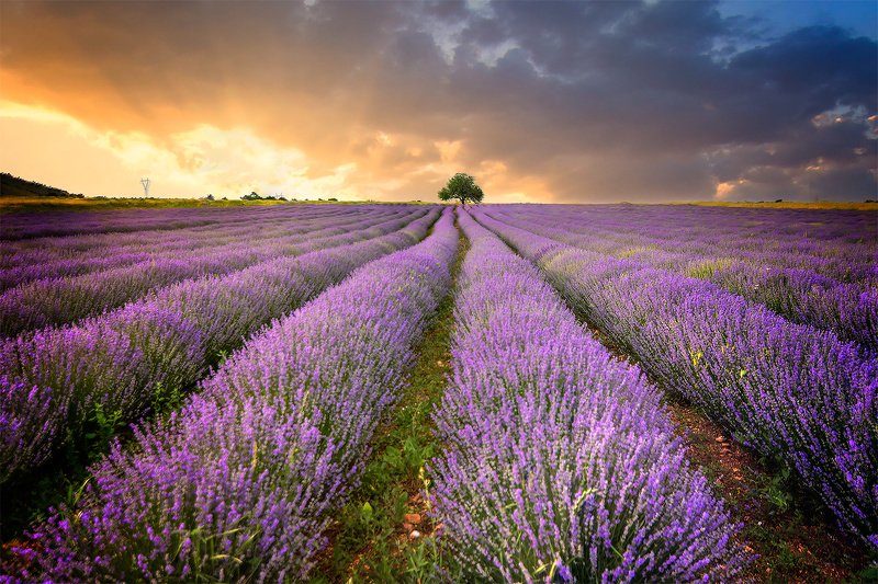 Levender sunset фото превью