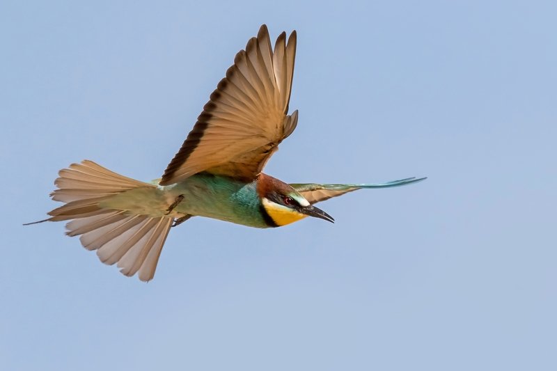 Золотистая щурка  фото превью