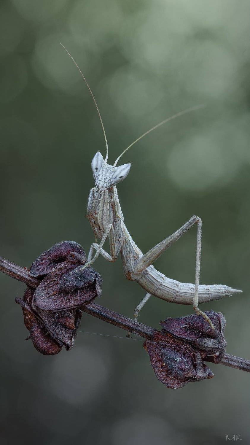 богомольчик гельдрейха, ameles heldreichi, Miron Karlinsky