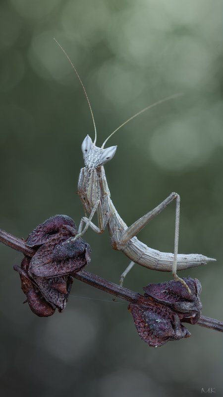 богомольчик гельдрейха, ameles heldreichi Малёк фото превью
