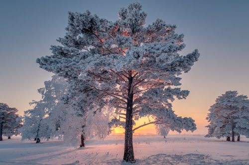 Зимние краски