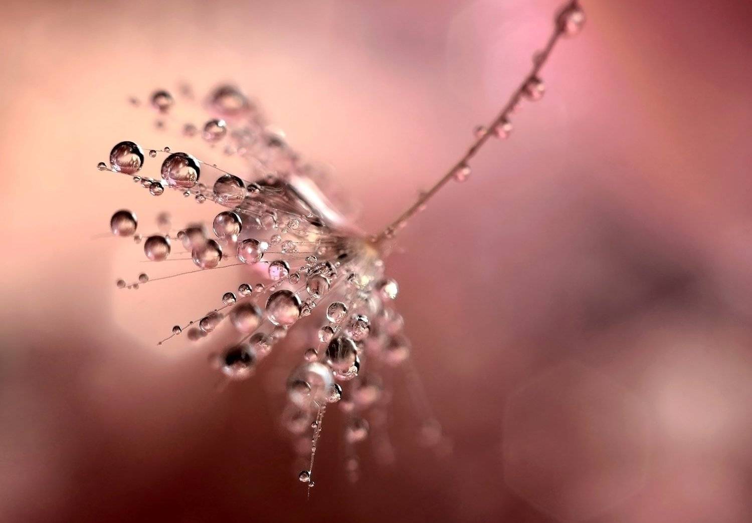 макро, капли, цвет, мануал, Эля Draw