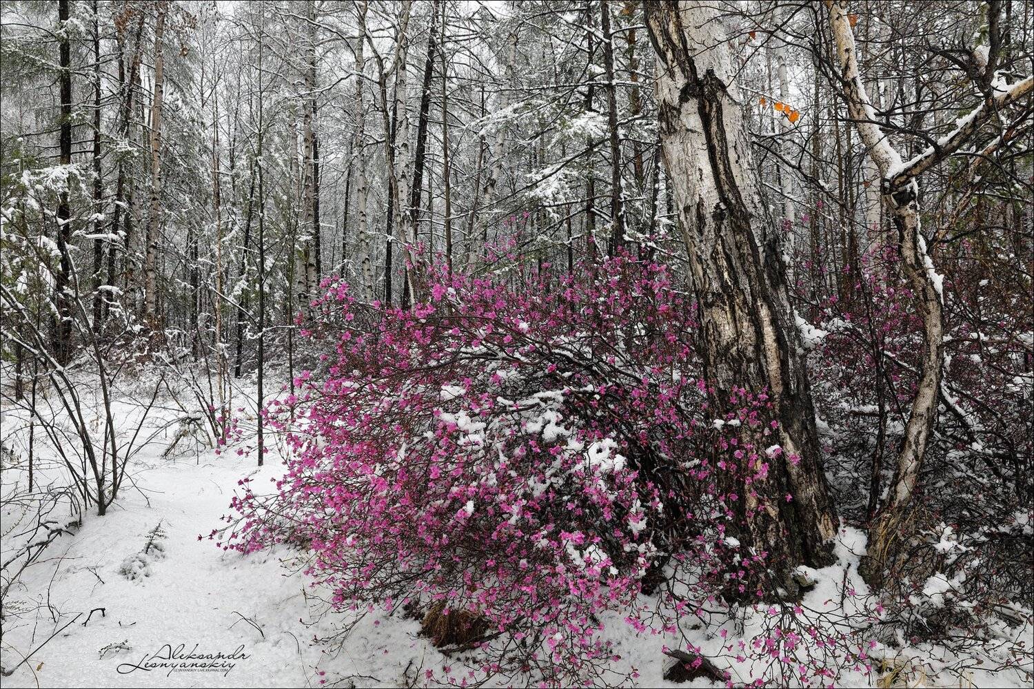 забайкальский край, Александр Леснянский