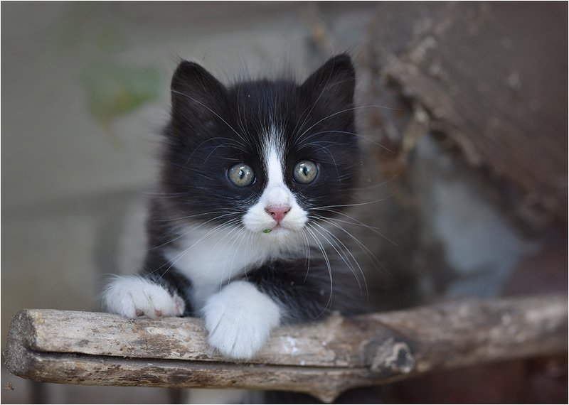 Первая охота фото превью
