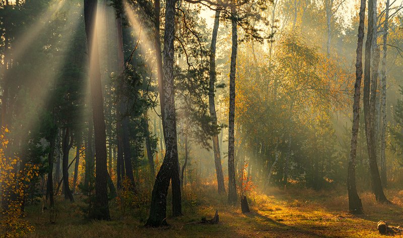 солнечное утро фото превью