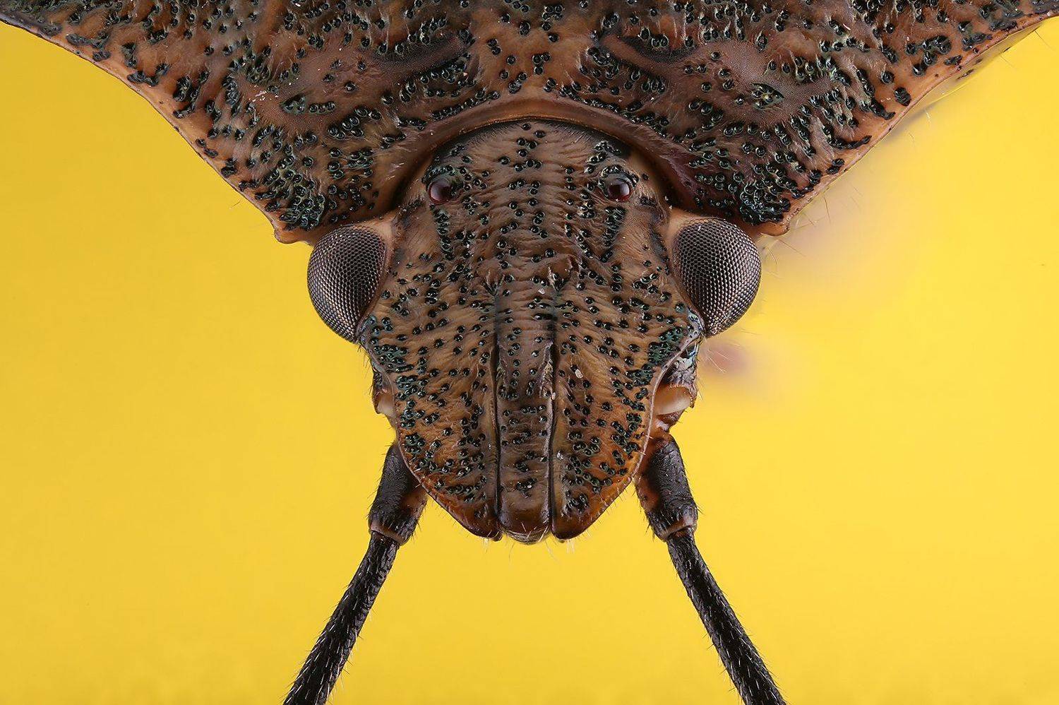 жук наскомое макро, Борис Фотомания