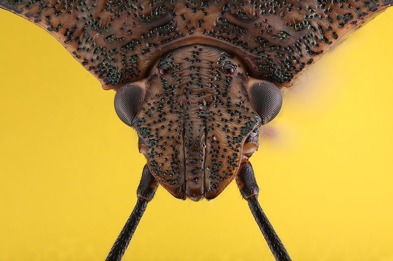 жук наскомое макро Насекомое фото превью