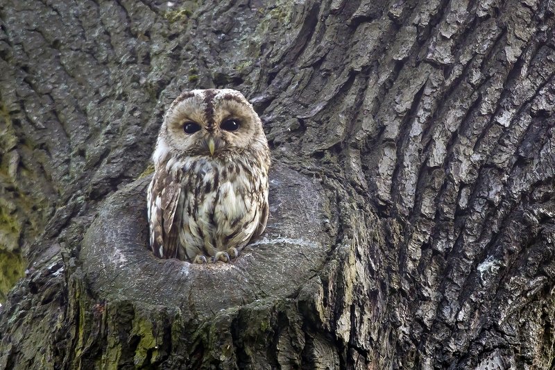Tawny owl фото превью