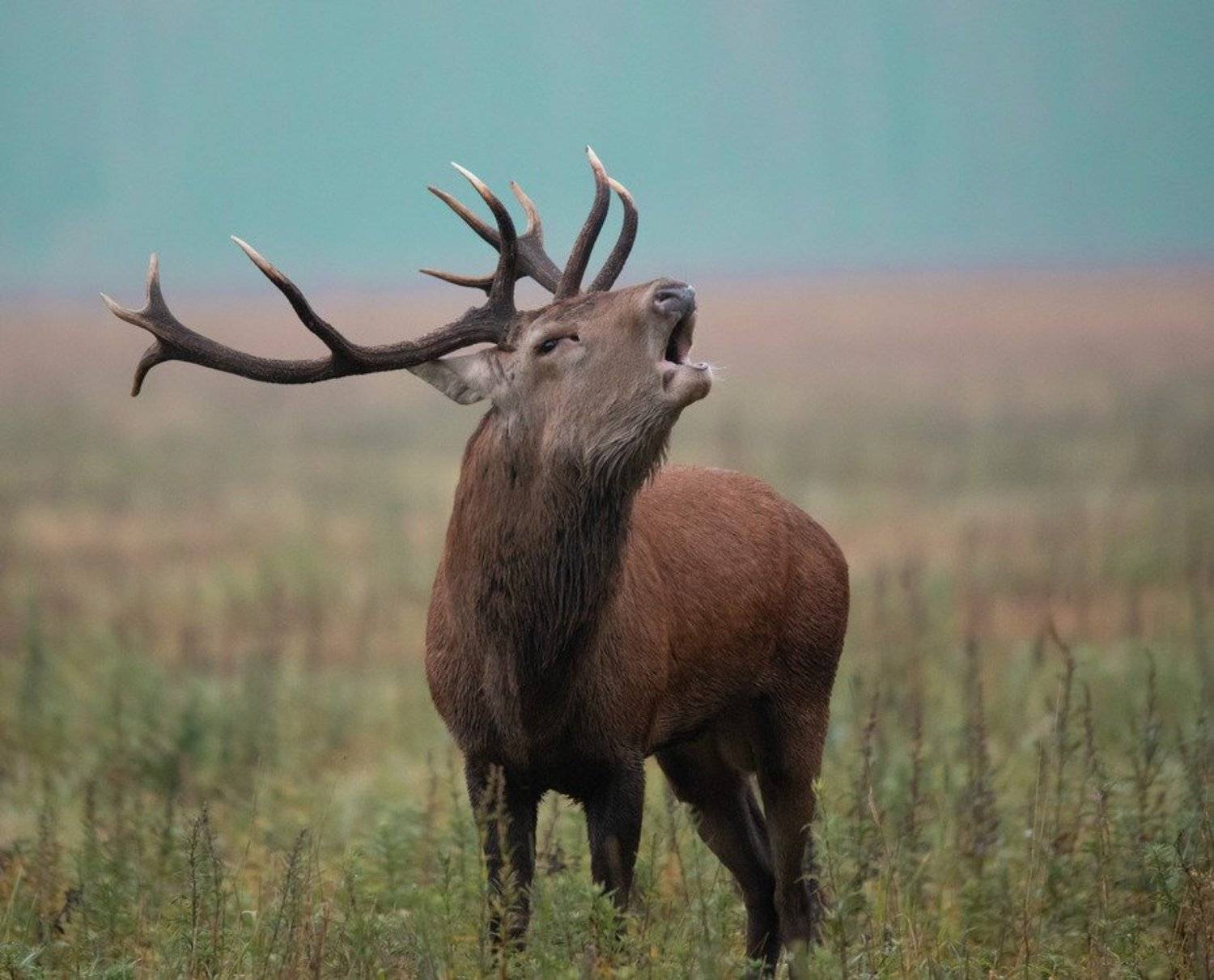 олень,рога, рев,, Владимир Пакалевич