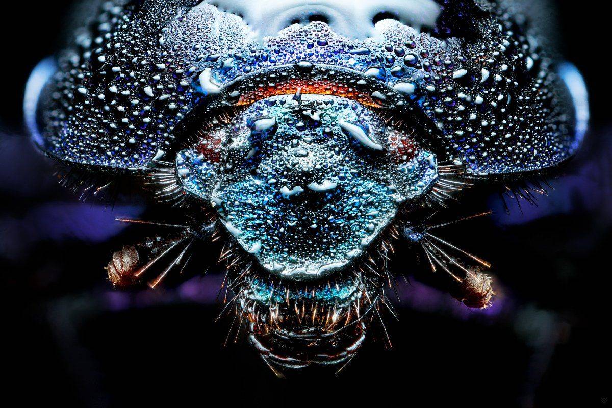 Anoplotrupes stercorosus, macro, bug, Wojciech Grzanka