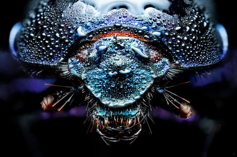 Anoplotrupes stercorosus, macro, bug Anoplotrupes stercorosus фото превью
