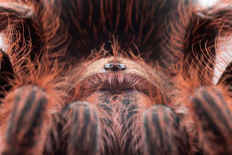 паук, spider grammostola rosea фото превью