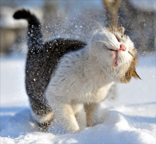 Russian Winter