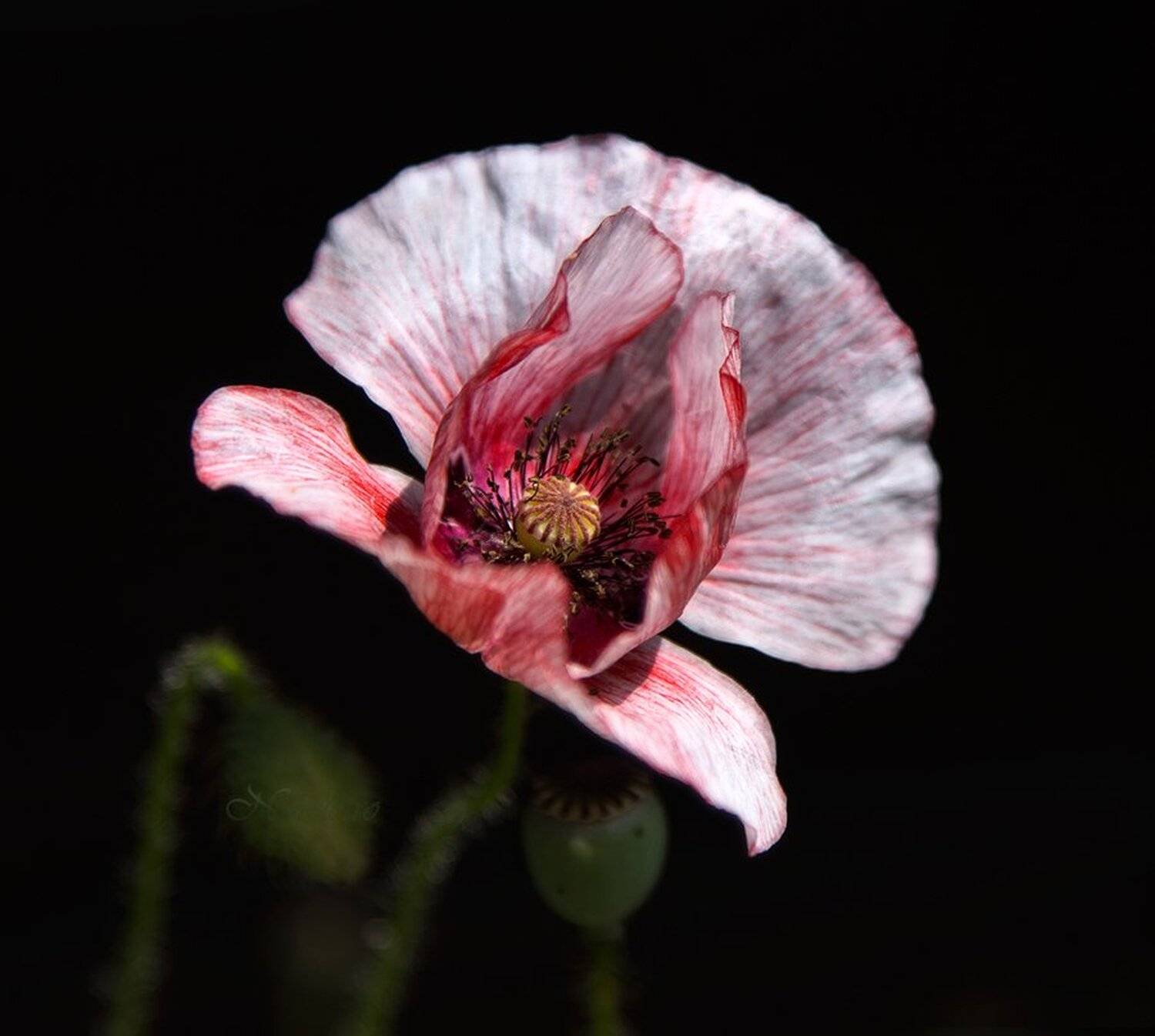 мак, Наталья Кузнецова (Nateletro)