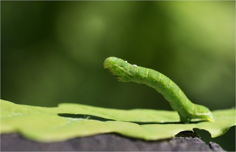 Зеленая серия фото превью