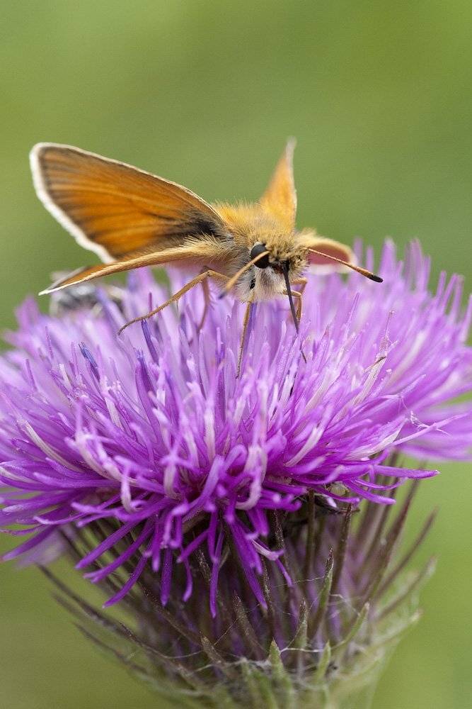 бабочка, Николай Шелепов
