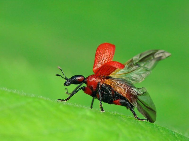 macro, insects, beetles Start фото превью