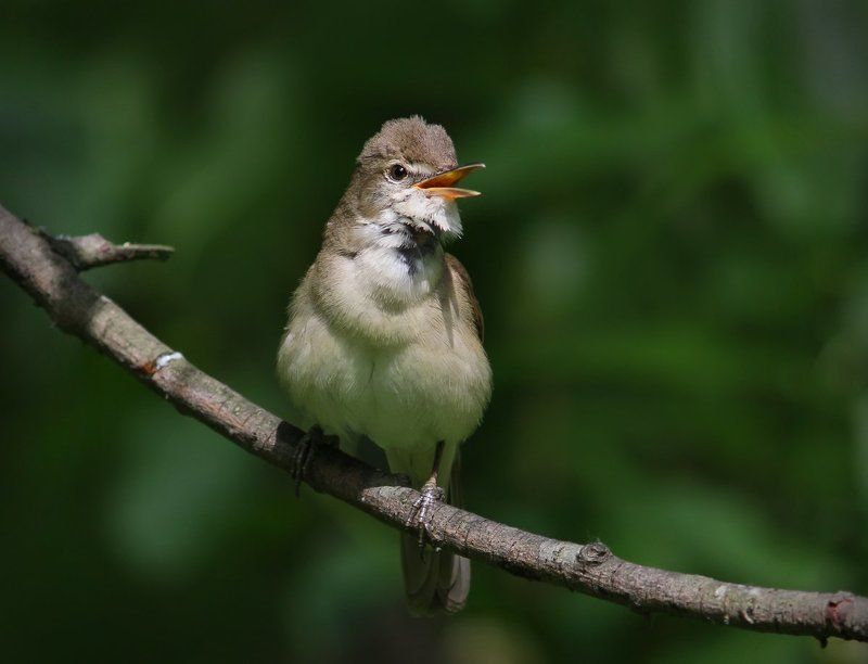 Про песенку. фото превью