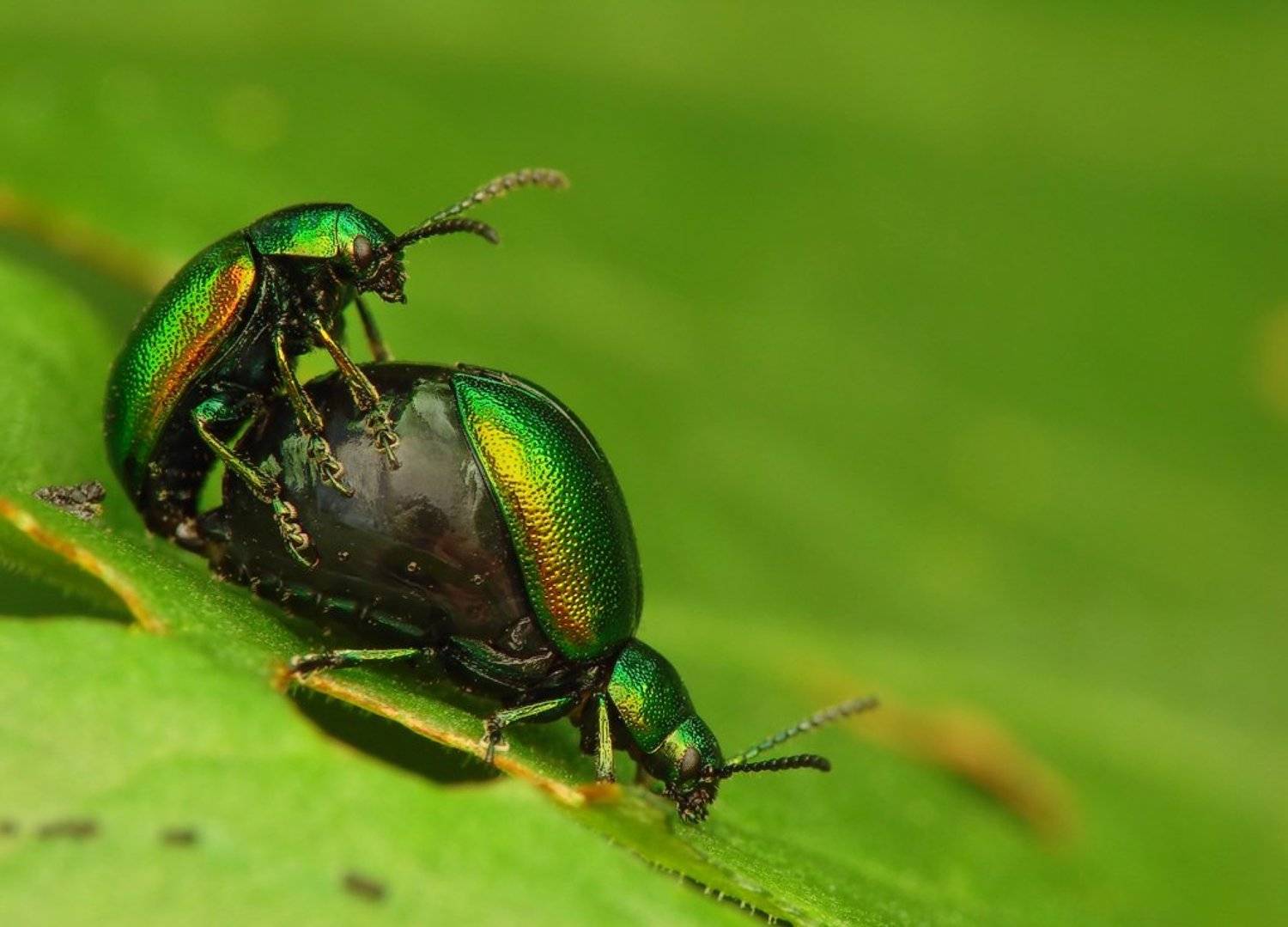 macro, insects, beetles, Pawel Bieniewski