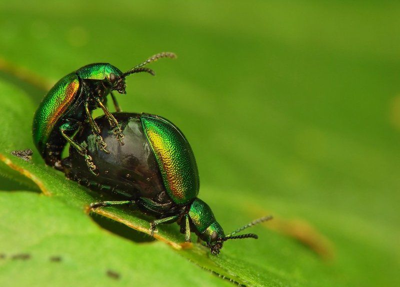 macro, insects, beetles Spring фото превью