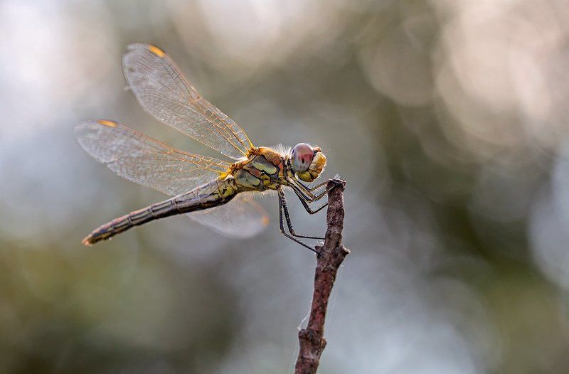 odonata Sympetrum fonscolombii фото превью