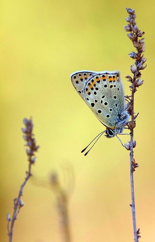 утренняя фото превью