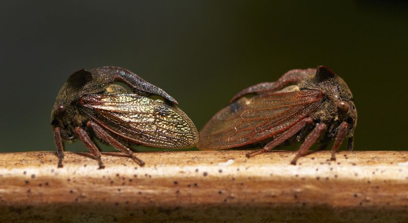 Танака и Ямамото фото превью