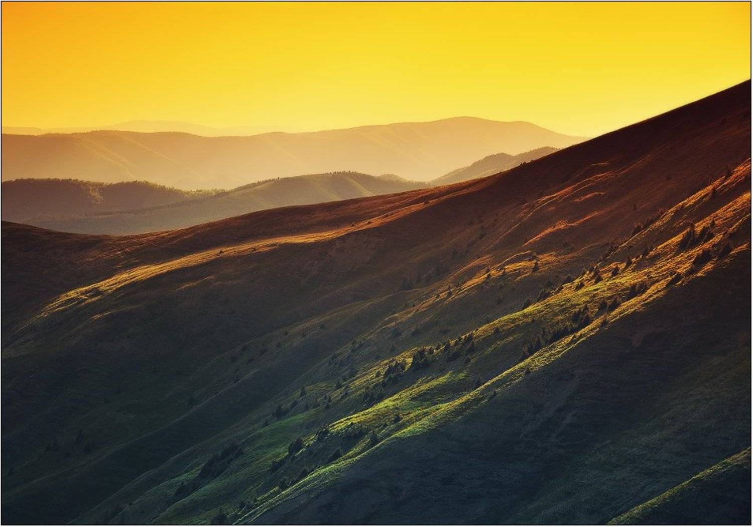 , Денис Кривой