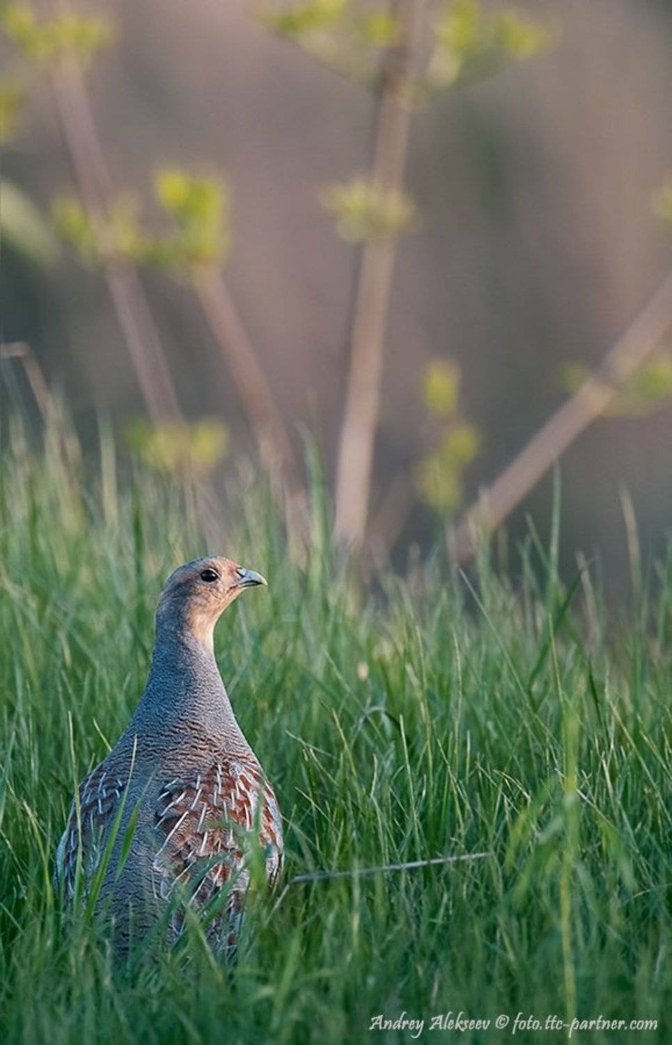 серая, куропатка, Андрей Алексеев