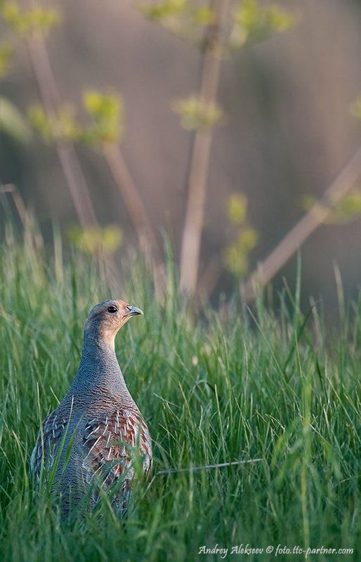 серая, куропатка Серая куропатка фото превью