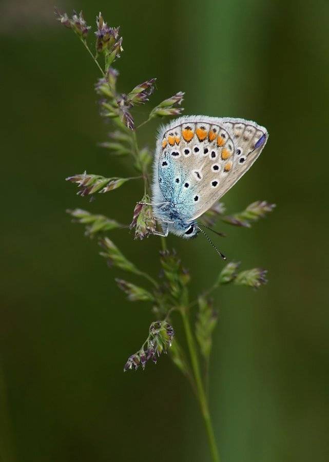 бабочка, голубянка, Cheplenko Aleksey