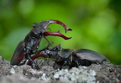 Рыцарский турнир
