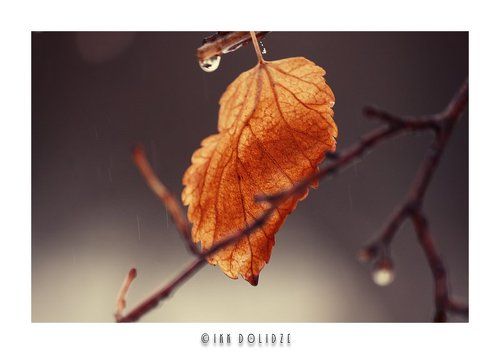 Raindrops