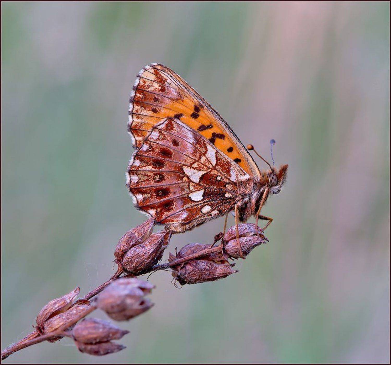 макро,бабочка,, Евгений Кирилкин.