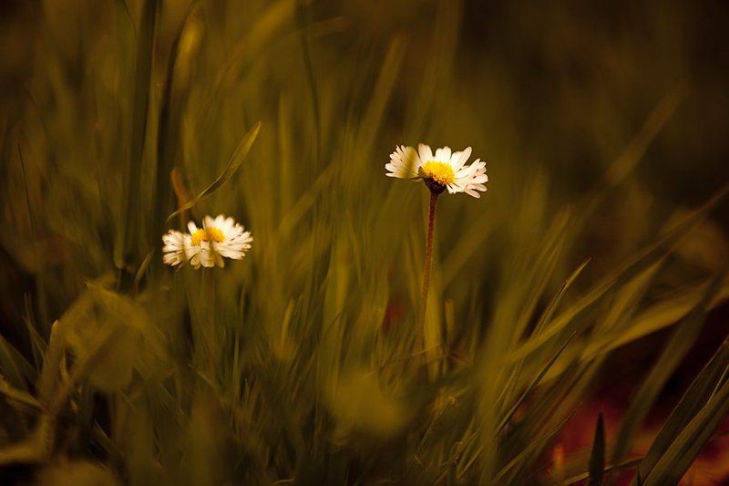 природа,весна *** фото превью