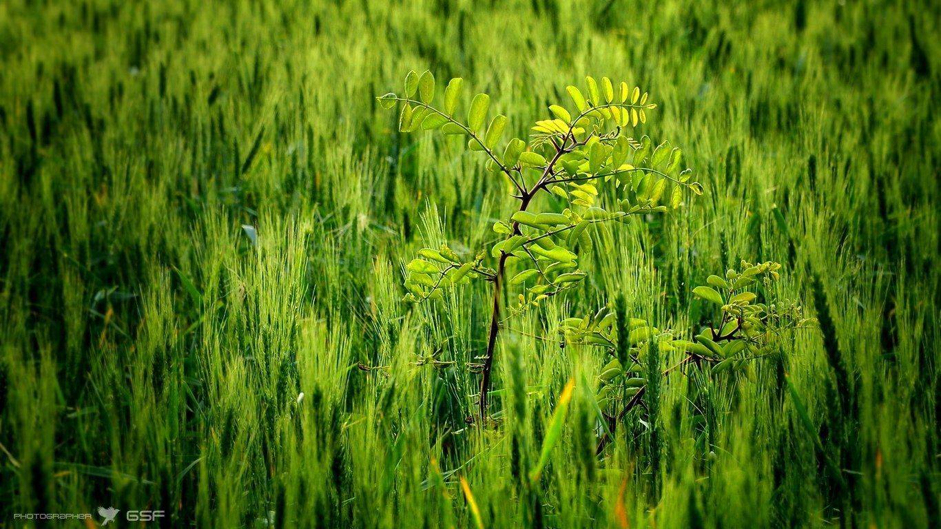 пшеница, поле, акация, Serj Master
