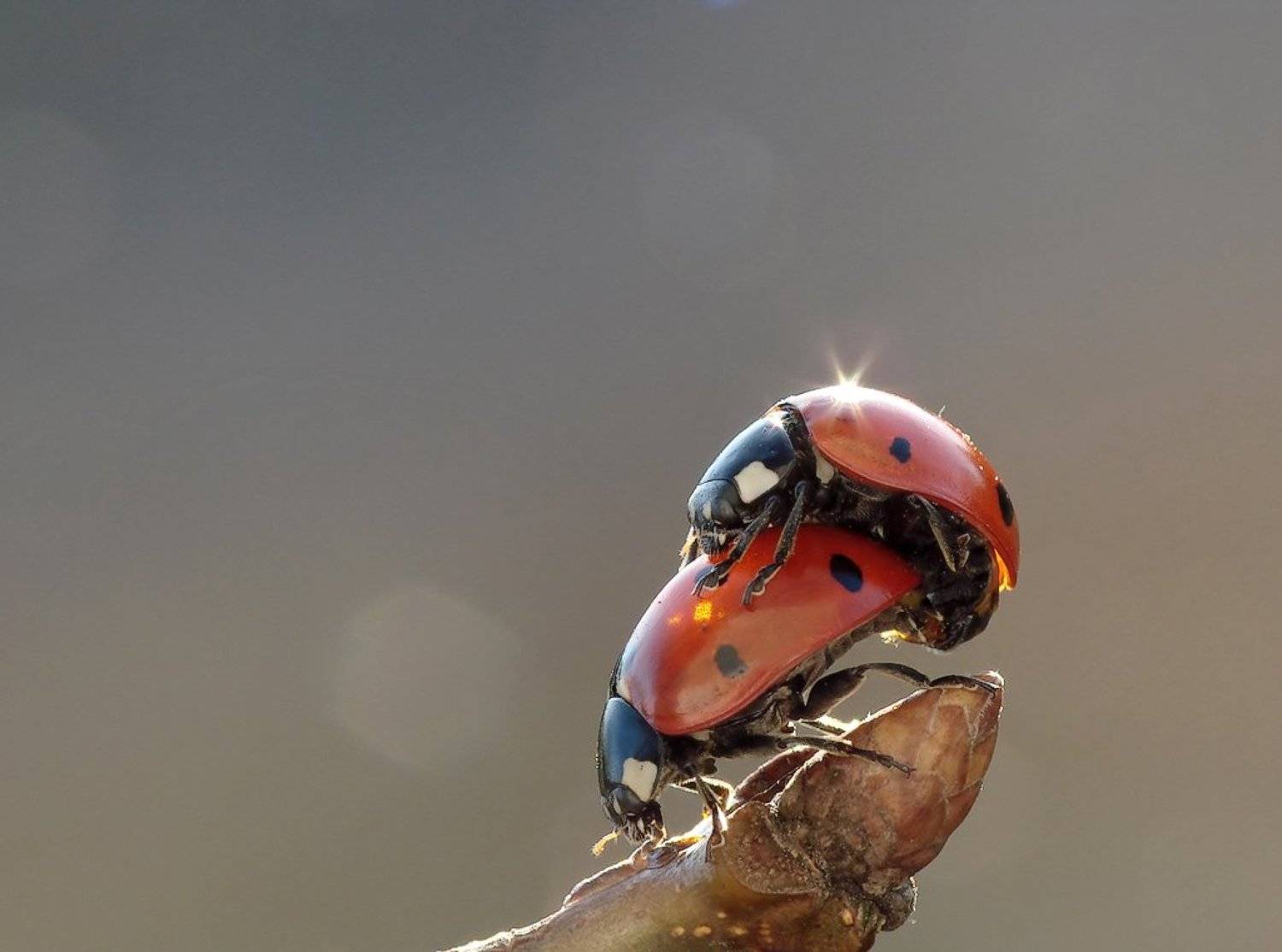 macro, insects, beetles, Pawel Bieniewski