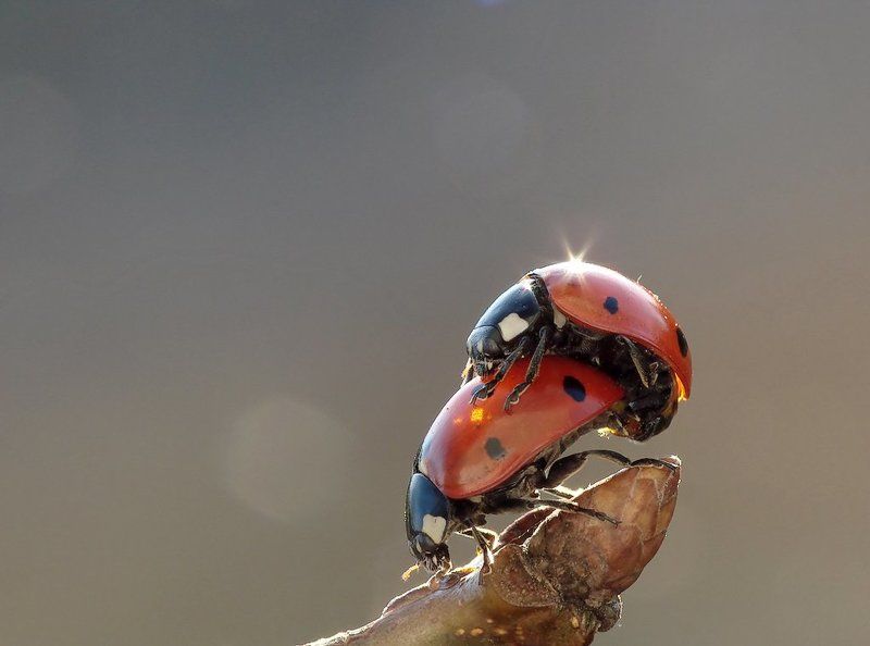 macro, insects, beetles Spring фото превью